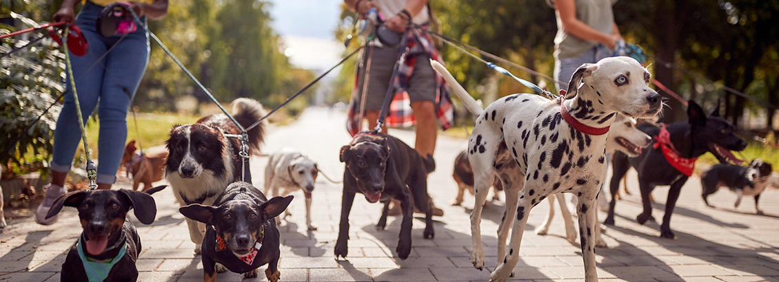 Tres Personas Paseando a Grupo de Perros de Diferentes Razas