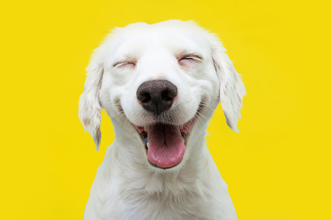 Perrito Blanco Relajado y de Buen Humor