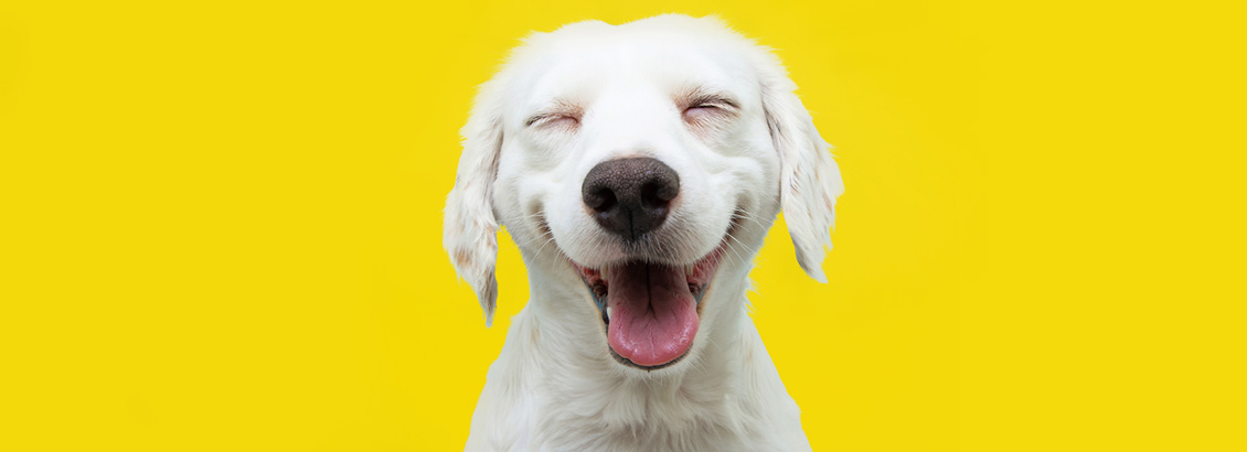 Perrito Blanco Relajado y de Buen Humor